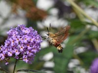 Hemaris fuciformis 47, Glasvleugelpijlstaart, Saxifraga-Luuk Vermeer