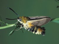 Hemaris tityus 1, Hommelvlinder, Saxifraga-Frits Bink