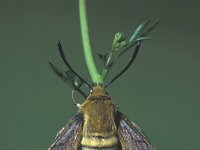 Hemaris tityus 2, Hommelvlinder, Saxifraga-Frits Bink