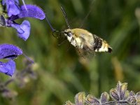 Hemaris tityus 5, Hommelvlinder, Saxifraga-Peter Gergely