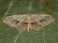 Idaea aversata 12, Grijze stipspanner, Saxifraga-Ab H Baas