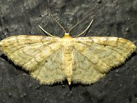 Idaea fuscovenosa 3, Dwergstipspanner, Saxifraga-Bart Vastenhouw