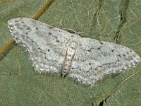 Idaea seriata, Small Dusty Wave