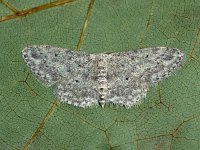 Idaea seriata 5, Paardenbloemspanner, Saxifraga-Ab H Baas