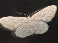 Idaea seriata 7,Paardenbloemspanner, Saxifraga-Tom Heijnen