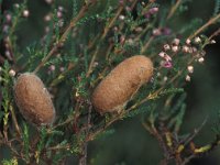 Lasiocampa trifolii 5, Kleine hageheld, Vlinderstichting-Nely Honig