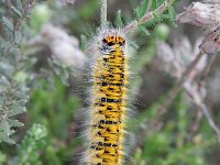 Lasiocampa trifolii 6, Kleine hageheld, Saxifraga-Rutger Barendse