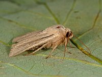 Leucania comma, Shoulder-striped Wainscot