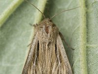 Leucania comma 3, Komma-uil, Saxifraga-Marijke Verhagen