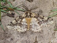 Lycia hirtaria 6, male, Dunvlerkspanner, Saxifraga-Joep Steur