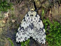 Lymantria monacha 248_13A : Lymantria monacha, Black Arches, Nonvlinder, female