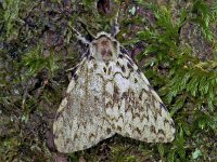 248_19A, Lymantria monacha : Lymantria monacha, Black Arches, Nonvlinder, male