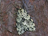 253_11, Lymantria monacha : Lymantria monacha, Nonvlinder, Black Arches, female