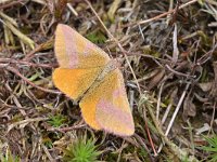 Lythria cruentaria 4, Zuringspanner, Saxifraga-Tom Heijnen