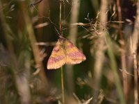 Lythria cruentaria 3, Zuringspanner, Saxifraga-Luuk Vermeer