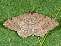 Macaria liturata 3, Gerimpelde spanner, Saxifraga-Ab H Baas