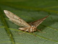 Macaria liturata 4, Gerimpelde spanner, Saxifraga-Ab H Baas