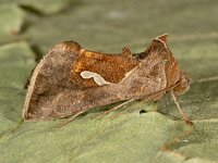 Macdunnoughia confusa 2, Getekende gamma-uil, Saxifraga-Ab H Baas