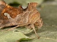 Macdunnoughia confusa 3, Getekende gamma-uil, Saxifraga-Ab H Baas