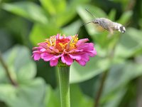 Macroglossum stellatarum 30, Kolibrivlinder, Saxifraga-Tom Heijnen