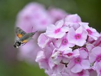 Macroglossum stellatarum 31, Kolibrivlinder, Saxifraga-Tom Heijnen