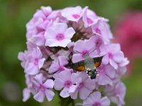 Macroglossum stellatarum 32, Kolibrivlinder, Saxifraga-Tom Heijnen