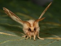 Malacosoma neustria 18, Ringelrups, Saxifraga-Ab H Baas