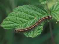 Malacosoma neustria 1, Ringelrups, Saxifraga-Frits Bink