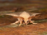 Malacosoma neustria 12, Ringelrups, Saxifraga-Ab H Baas