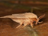 Malacosoma neustria 14, Ringelrups, Saxifraga-Ab H Baas