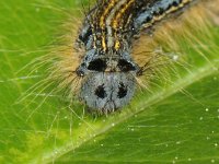 Malacosoma neustria 01 #43419 : Malacosoma neustria, The Lackey, Ringelrups, caterpillar