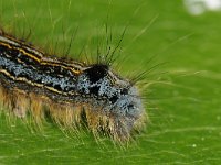 Malacosoma neustria 01 #43420 : Malacosoma neustria, The Lackey, Ringelrups, caterpillar