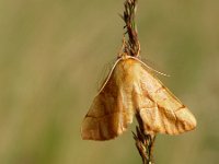 Malacosoma neustria 8, Ringelrups, Vlinderstichting-Henk Bosma