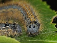 Malacosoma neustria 9, Ringrelrups, Saxifraga-Ab H Baas