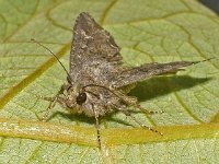 Mamestra brassicae 5, Kooluil, Saxifraga-Ab H Baas