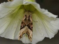 Mimas tiliae 10, Lindepijlstaart, Saxifraga-Luuk Vermeer