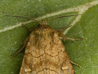 Mythimna vitellina 1, Zuidelijke grasuil, Saxifraga-Marijke Verhagen