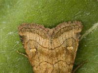 Mythimna vitellina 3, Zuidelijke grasuil, Saxifraga-Marijke Verhagen