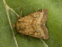 Mythimna vitellina 4, Zuidelijke grasuil, Saxifraga-Marijke Verhagen