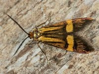 Nemophora degeerella 13, Saxifraga-Ab H Baas