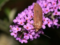 Noctua pronuba 17, Huismoeder, Saxifraga-Tom Heijnen