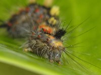 Orgyia antiqua 01 #12401 : Orgyia antiqua, Witvlakvlinder, Rusty tussock moth, caterpillar