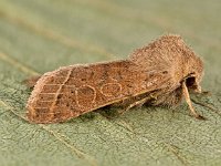 Orthosia cerasi 7, Tweestreepvoorjaarsuil, Saxifraga-Ab H Baas