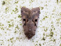 Orthosia gothica 10, Nunvlinder, Saxifraga-Luc Hoogenstein : Lunetten
