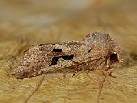 Orthosia gothica 2, Nunvlinder, Saxifraga-Ab H Baas