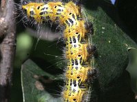 Phalera bucephala 12, Wapendrager, Saxifraga-Rutger Barendse