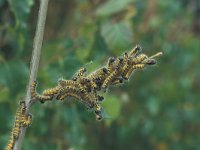 Phalera bucephala 7, Wapendrager, Saxifraga-Frits Bink