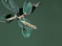 Plutella xylostella 2, Koolmotje, Saxifraga-Frits Bink