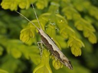 Plutella xylostella 5, Koolmotje, Saxifraga-Ab H Baas