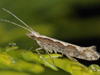 Plutella xylostella 6, Koolmotje, Saxifraga-Ab H Baas